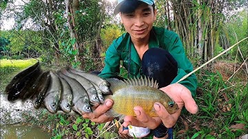 Hôm Nay Đi Cắm Câu Chúng Cả Ổ Cá Thác Lác