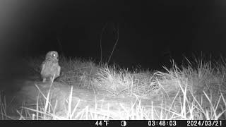 Disputas nocturnas salvajes | Búho campestre contra zorro