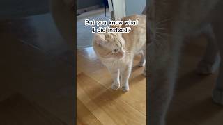 What I did instead… #cat #naptime #memes #catmeme #catvideos #oneshot #niko #catshorts #fyp #goviral