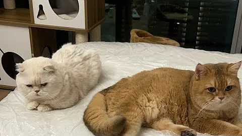 Video 11788281: scottish fold munchkin, cutest scottish fold, little scottish fold, british shorthair living, folded ears