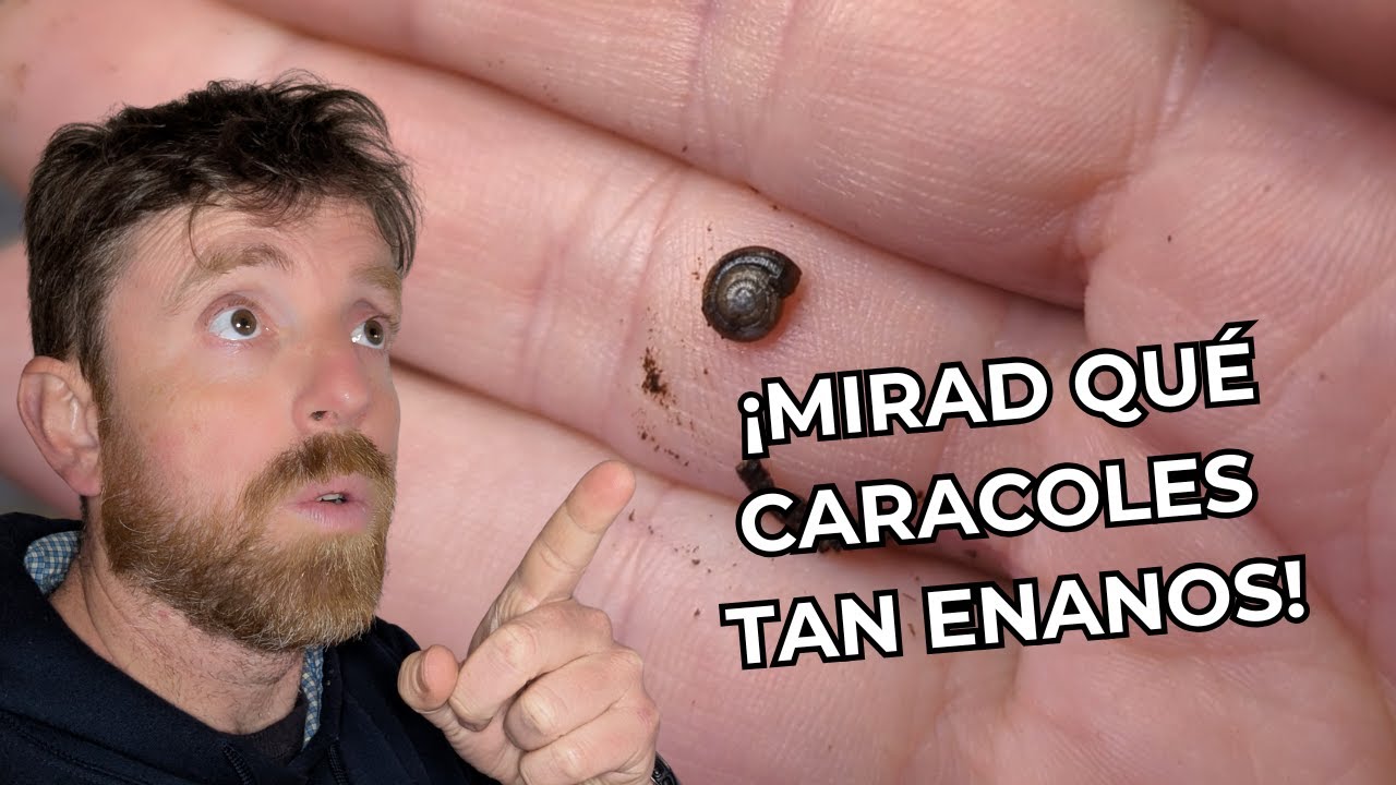 🐌 Para qué quiero Caracoles Diminutos | Subulina y Zonitoides