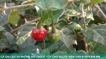 Cà Gai Leo Và Những Bài Thuốc Tốt Cho Bệnh Nhân Viêm Gan B