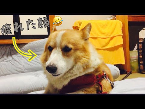 【コーギー】やりきった感を出す犬A dog busy every day【Corgi】