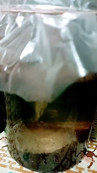 kasih makan Channa Striata,pake maggot kering yang di isi dengan pelet maxi dan pelet black