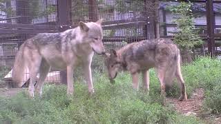 頼られるアルファ オオカミ~Wolfpack