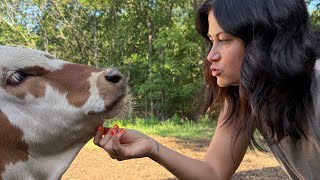 Grab some alfalfa treats & pull up a chair! 🌱🐄 We’re talking cows, life, and whatever else comes up