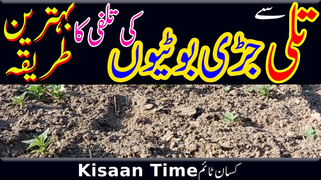 Tili ki safaiتلی کی صفائی  تلی کی فصل tili ki fasal تلی کو جڑی بوٹیوں سے صاف کرنے کا طریقہkisan time
