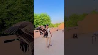 Big eagle #eagleattack #youtubeshorts #shortvideos #viralvideo #birds #armanbadshah #shorts