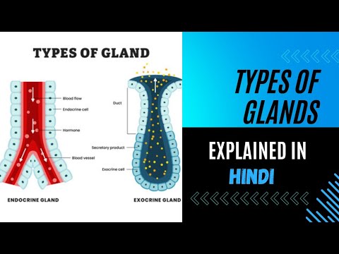 TYPES OF GLAND | EXOCRINE AND ENDOCRINE GLAND | ANATOMY | HINDI - YouTube