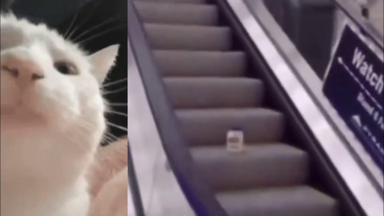Cat reacts to Mayonnaise on a escalator♪ YouTube