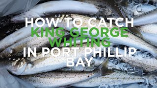 How To Catch King George Whiting In Port Phillip Bay
