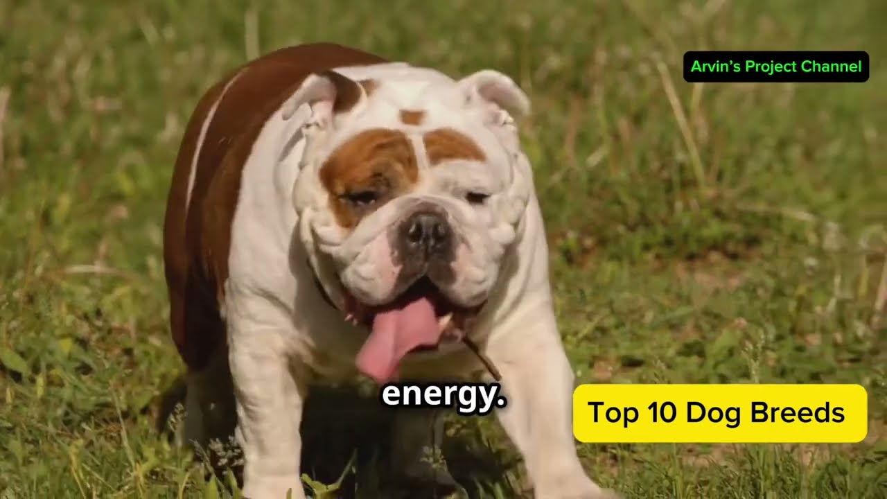Top 10 (ten) dog breeds  based on popularity 