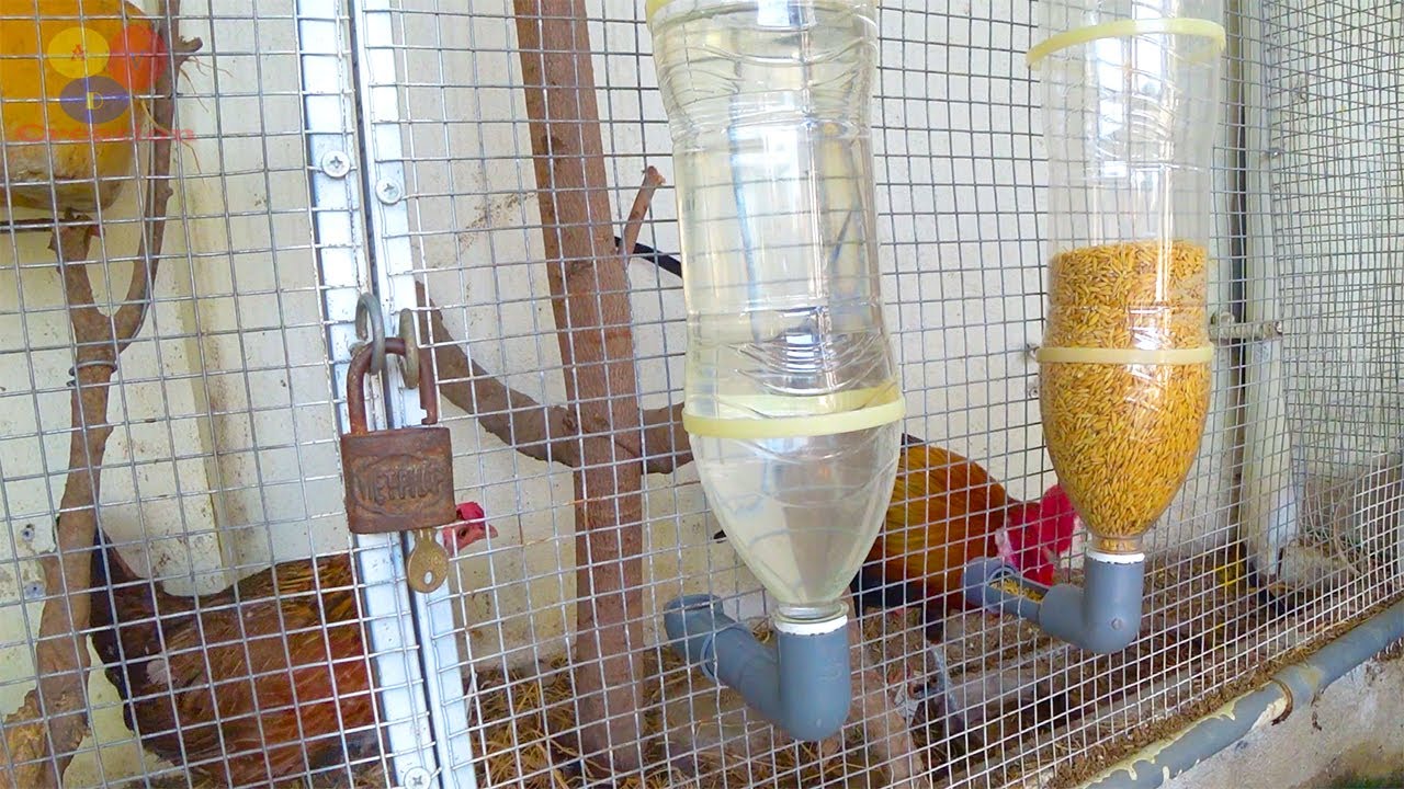 Tự Chế Máng Ăn Uống Nước Thông Minh Cho Gà Hữu dũng Vô Cùng