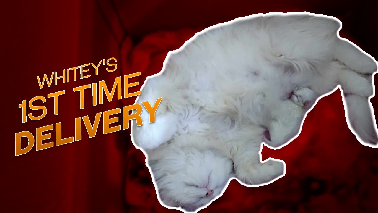 First time cat delivery | প্রথম বার মা হয়েছে হোয়াইটি সোনা # ...