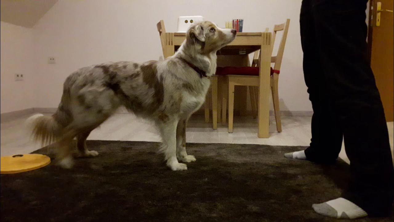 Wie Bringe Ich Meinem Hund Rückwärts Gehen Bei www.youtube.com