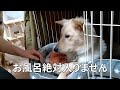 お風呂嫌いな元野犬・心配する先住犬【雑種犬✕２】