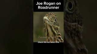 Joe Rogan on Roadrunner. shortsfeed feedingtime wildlife snake animal shorts