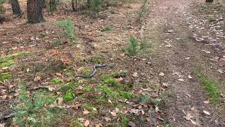 American Blue Racer Snake by NotGeo 28,868 views 4 years ago 55 seconds