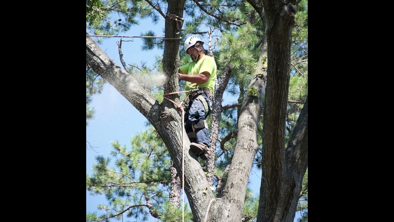 Tree trimming Wilsonville AL | All Purpose Restoration