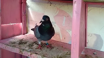 Single Toss | individual training | best training tips for racingnpigeon