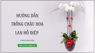 Hướng Dẫn Trồng Chậu Hoa Lan Hồ Điệp 3 Cây | Cách Ghép Hoa Lan Hồ Điệp Vô Chậu | Hoa Tươi Tường An