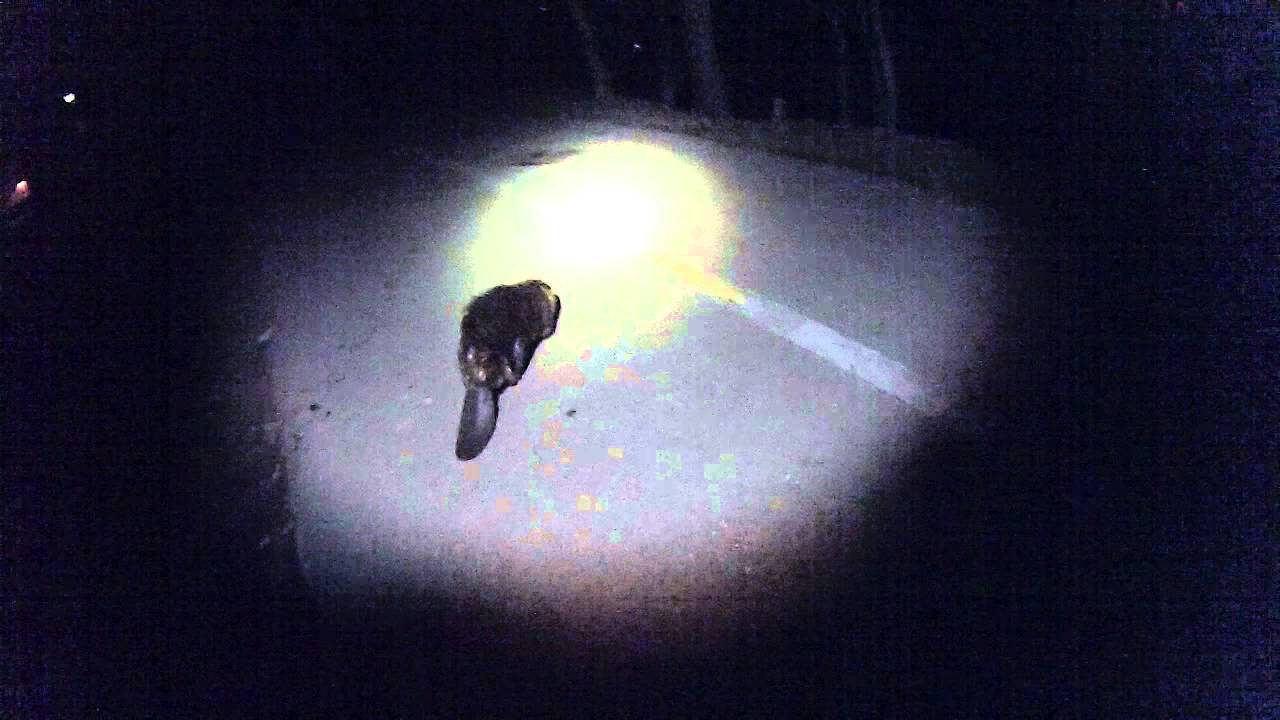 camera iphone 8 plus apk February Beavers
