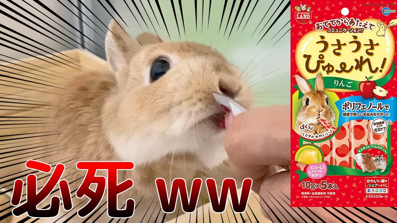 我が家のウサギにウサギ用ちゅ るあげてみたら必死w Youtube