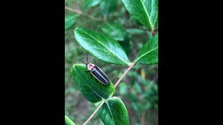 Firefly PhD research