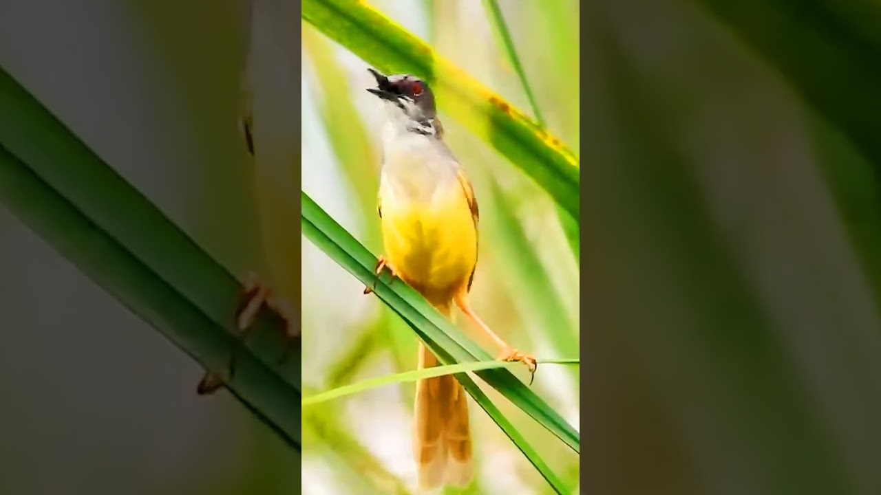 Delicious sounds of yellow bellied prinia 
