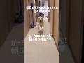 毎日1年ぶりの再会のように迎えてくれる犬★#shorts #labradorretriever #ラブラドールレトリバー #可愛い #癒し #お迎え #大型犬 #ぼんちゃん