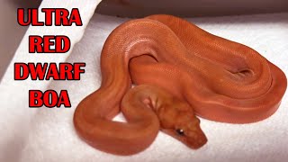 RED BOAS & BALL PYTHON PAIRING LOCKS!