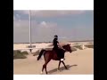 الليله الاوضاع ميه ميه انطلاقة الفارسه بالحصان