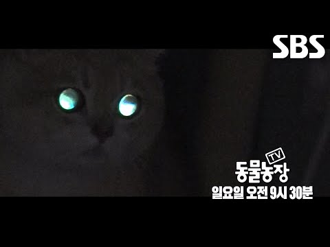 [2월 16일 <strong>예고</strong>] ‘귀신’ 보는 듯한 믿기지 않는 <strong>행동하는</strong> 고양이의 정체※