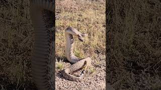 ular bunyinya seperti mainan #ularderik #ularberbahaya #animals #predator #shortvideo