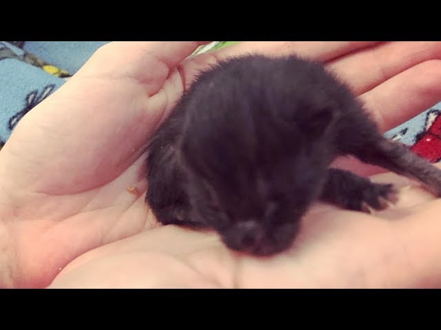 Rescue Young Cat Mom Give Birth Super Cute and Feisty Tiny Kittens