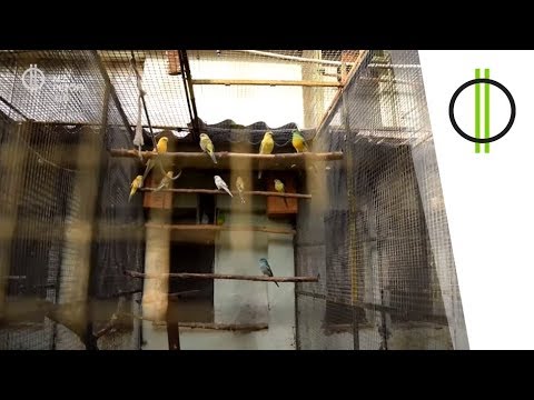 Videó: 6 módja a madarak fogásának