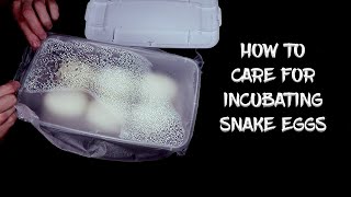 How to Care for Incubating Snake Eggs