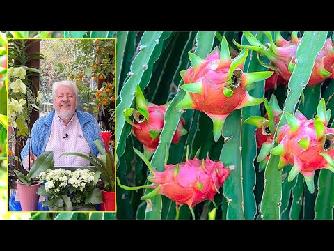Vidéo: Le fruit du dragon est-il un cactus ?