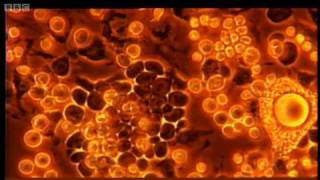 Life-saving research in to stem cells - Horizon - Lifeblood - BBC