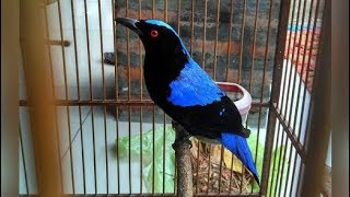 Burung Cucak Biru Gacor Suara Tembakan Super Tinggi