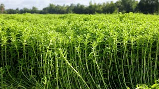 How To Grow Rice Paddy Herb and Harvesting in My Village by Farm Channel 196,200 views 1 year ago 15 minutes