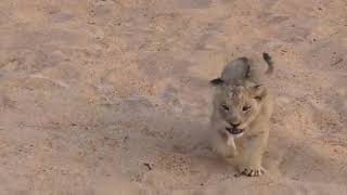 Lion Cub Roar