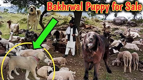 My Jackie bakhrwal puppy for sale  🥲🥲🥲 .