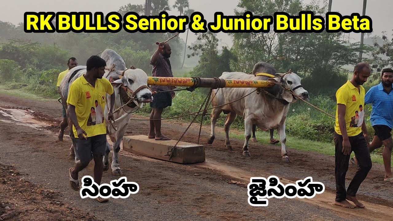 RK BULLS Senior & Junior (Simha💥Jayasimha) Beta