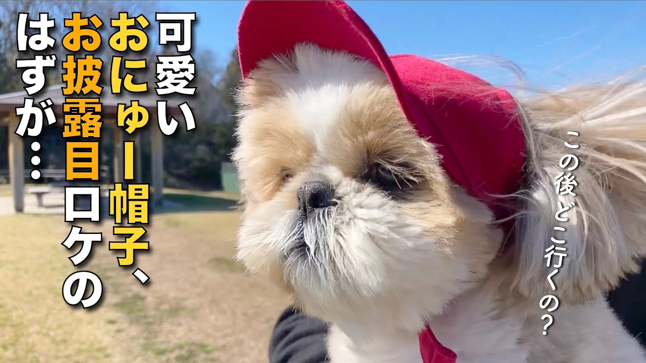 シーズー】可愛いおにゅー帽子お披露目ロケのはずが・・・ナニコレ珍百