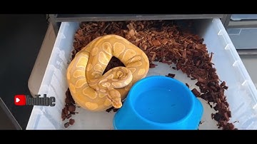 Live Feeding Video WARNING ⚠️! (BMO takes down a rat while I chase a rat) #livefeeding #BPL #feeding