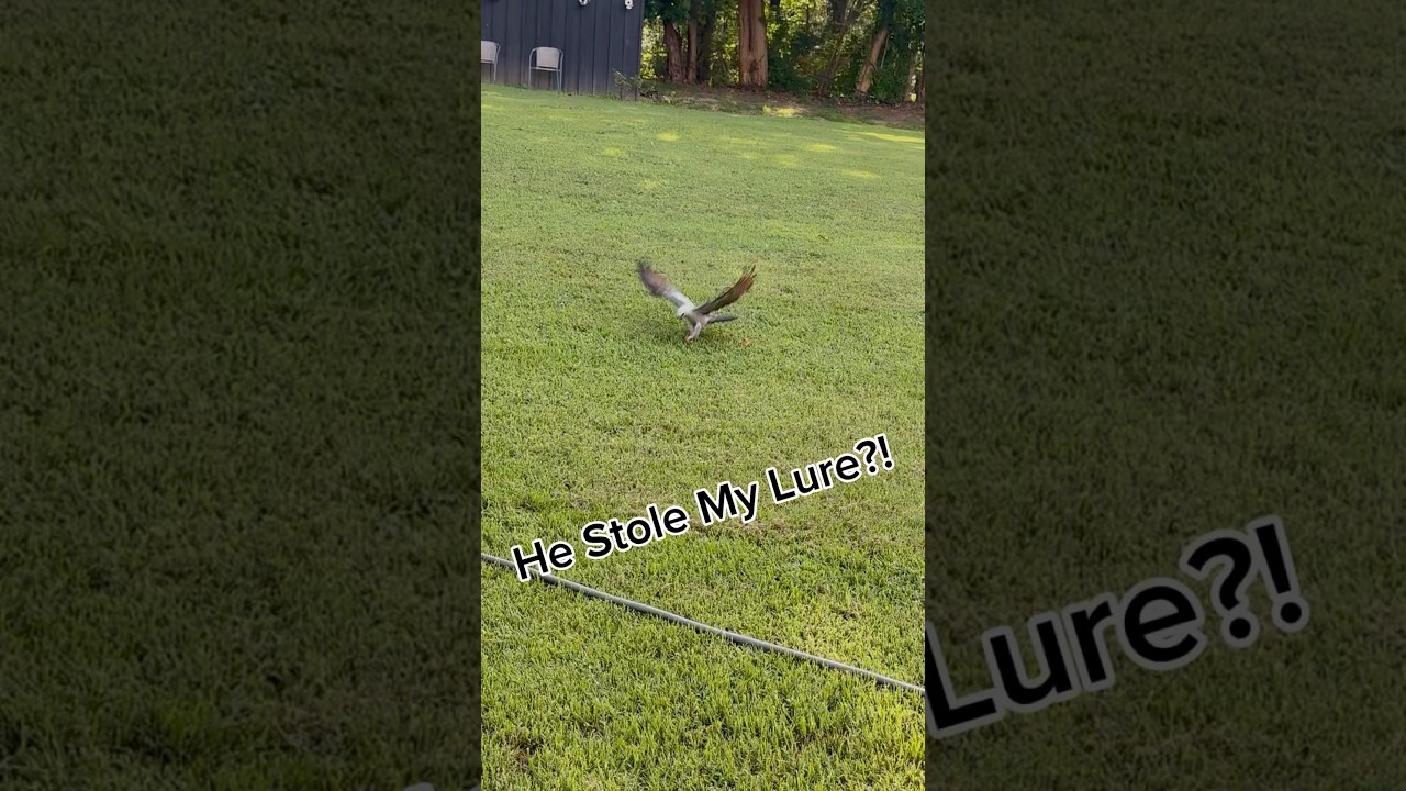 Skipping Lures 101! (Bird Attack)   