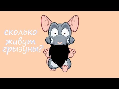 Сколько лет живут грызуны? Заведём ли мы бурундука?