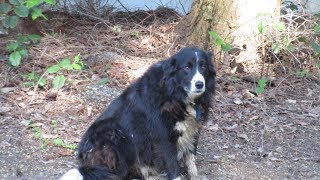 Mac the Border Collie