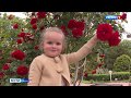 Никитский ботанический сад встречает первых гостей изобилием роз